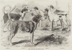 Royal Sghounds